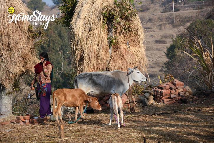 Dwarahat Village Farmstay- Babaji'S Cave Luaran gambar